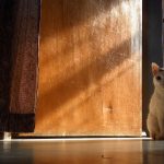 A cat waiting by the door after its owner leaves
