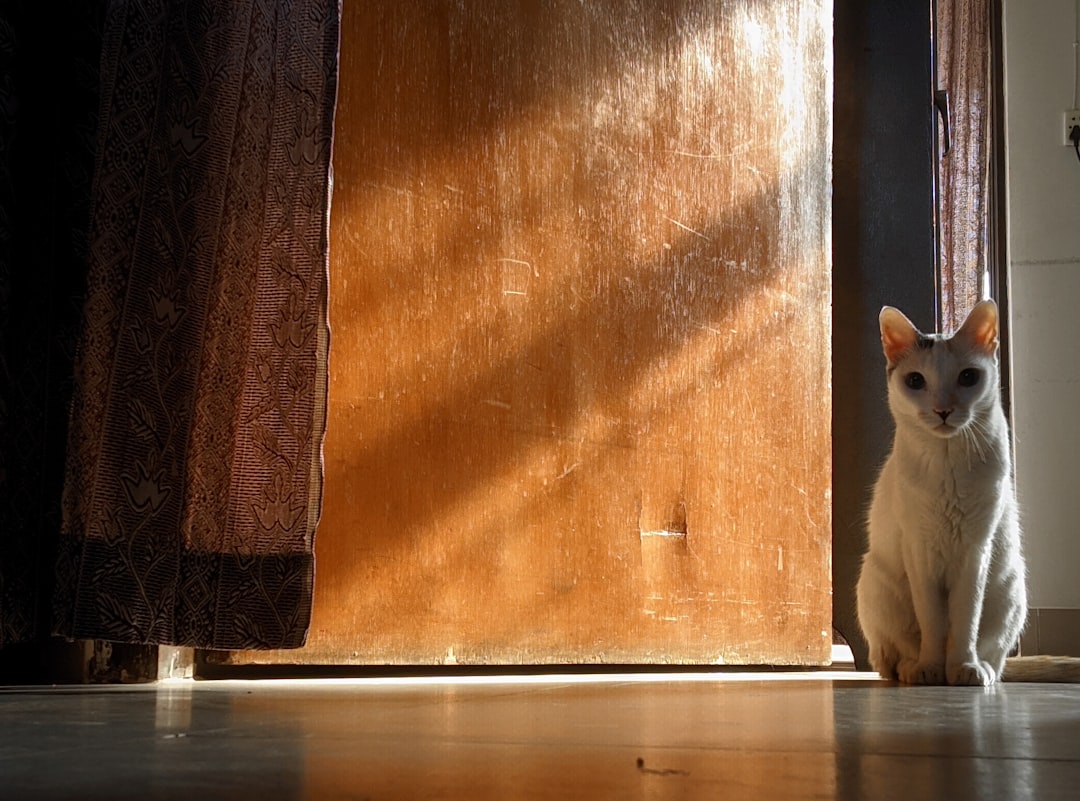 A cat waiting by the door after its owner leaves