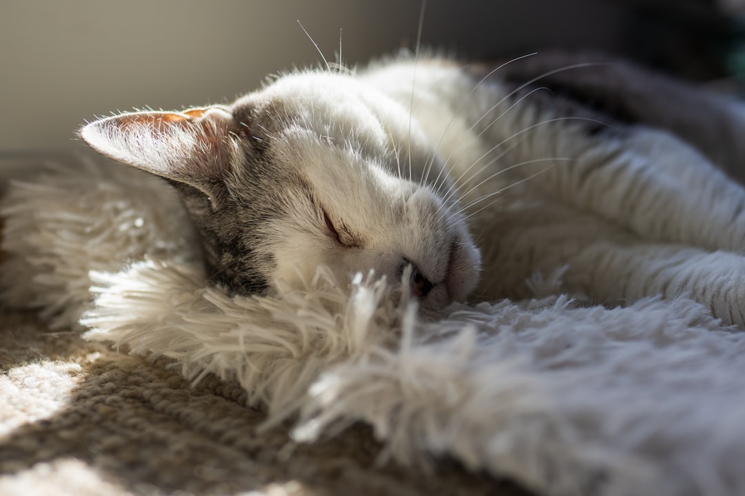 A settled cat once the underlying trigger is resolved