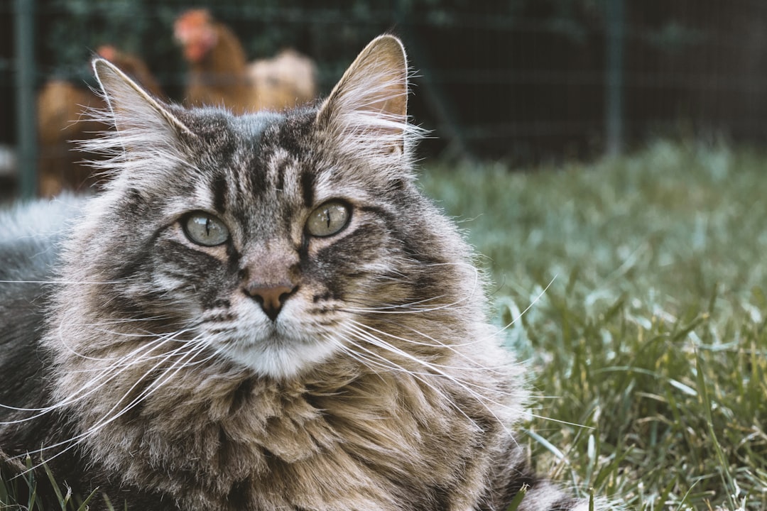 A settled neutered colony cat, quieter than an unsterilised one