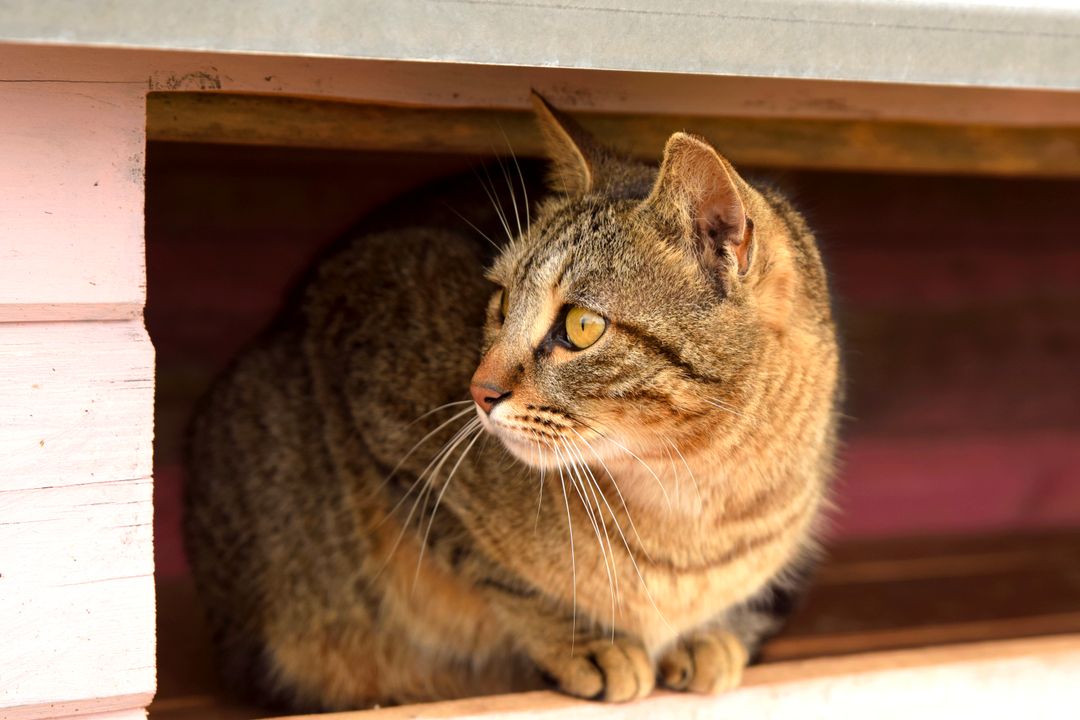 A shelter cat waiting for a home