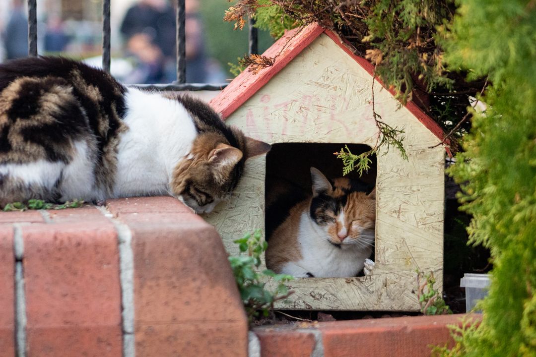 Group housing is where upper respiratory infection spreads fastest