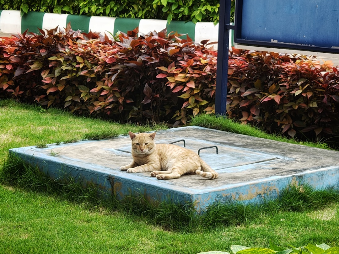 A working cat site must provide permanent shelter