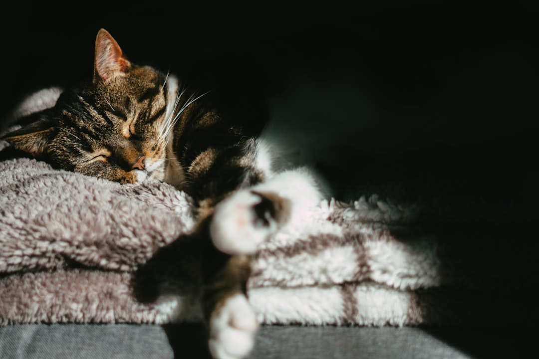A young kitten needing urgent care, the most vulnerable colony members