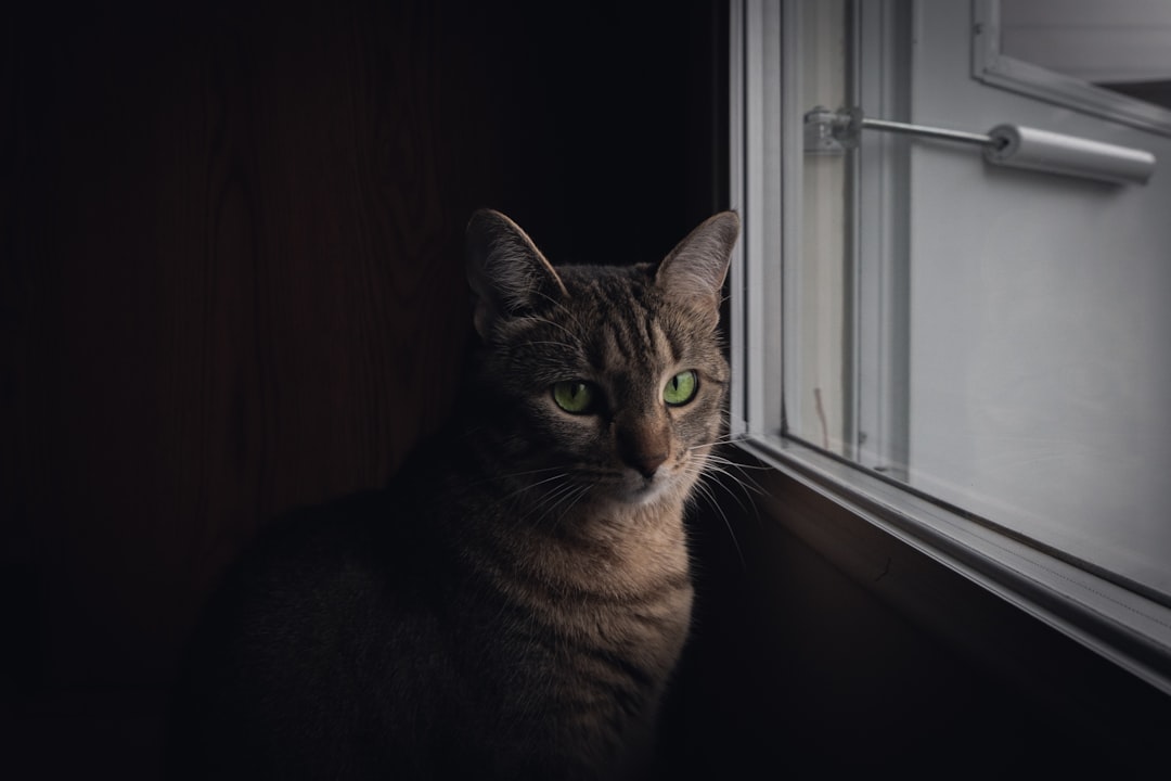 A single cat alone at home during a long working day