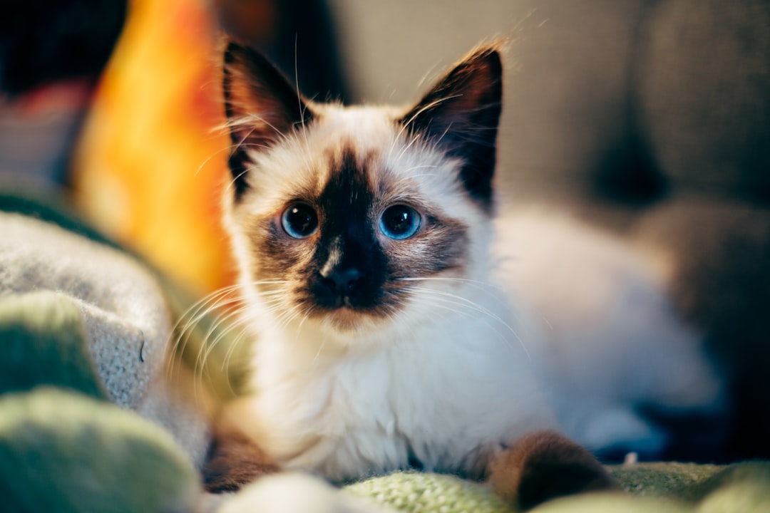A small foster-based rescue operating from volunteer homes