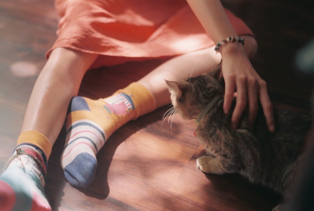 A cat actively seeking human contact stands out in a colony