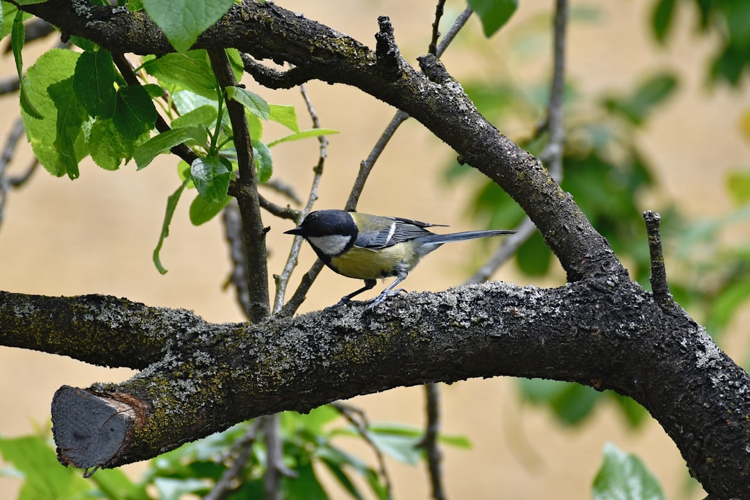 A songbird of the kind at the centre of the outdoor cat debate