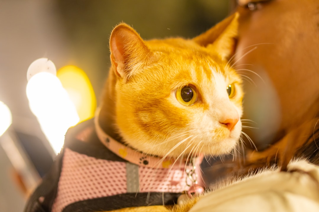 A cat waiting in a carrier before a spay and neuter appointment