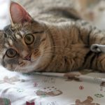 A cat resting quietly during recovery from surgery