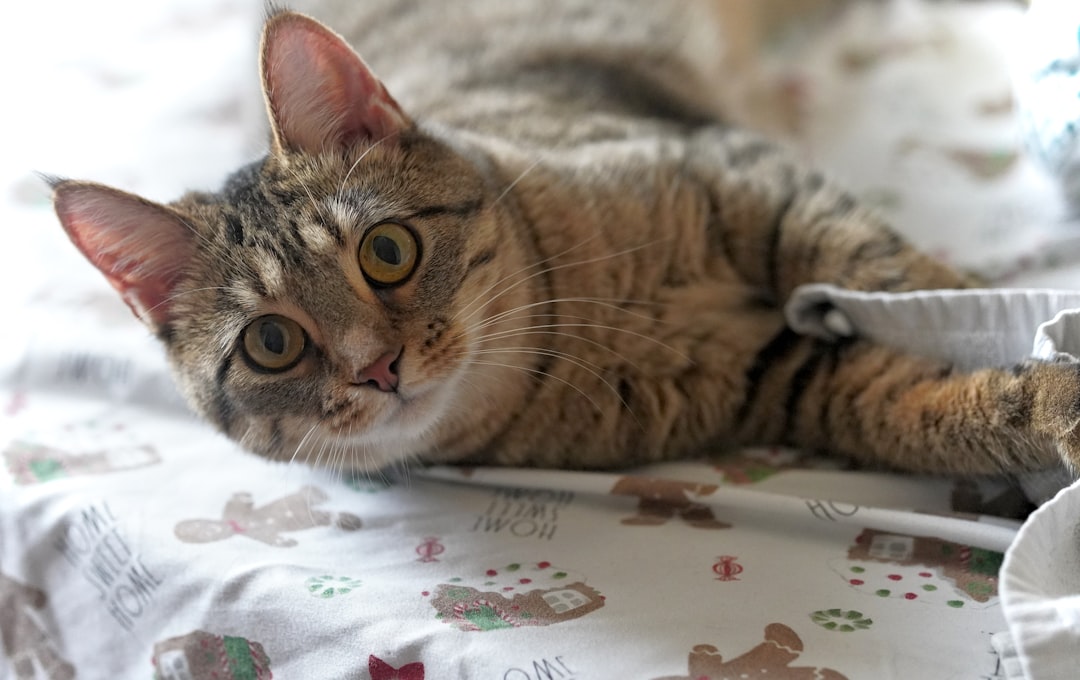 A cat resting quietly during recovery from surgery