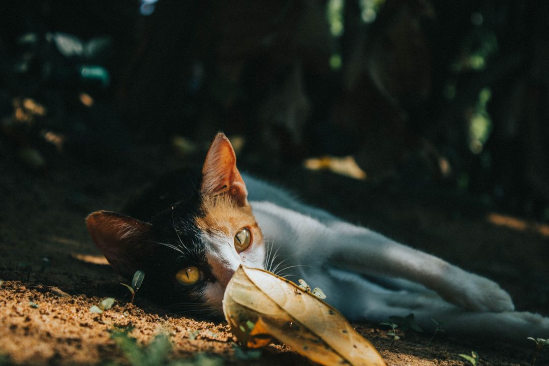 Adopting a Special Needs Cat: What It Actually Involves