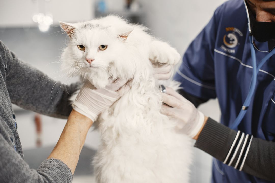 Regular veterinary monitoring for a cat with a chronic condition