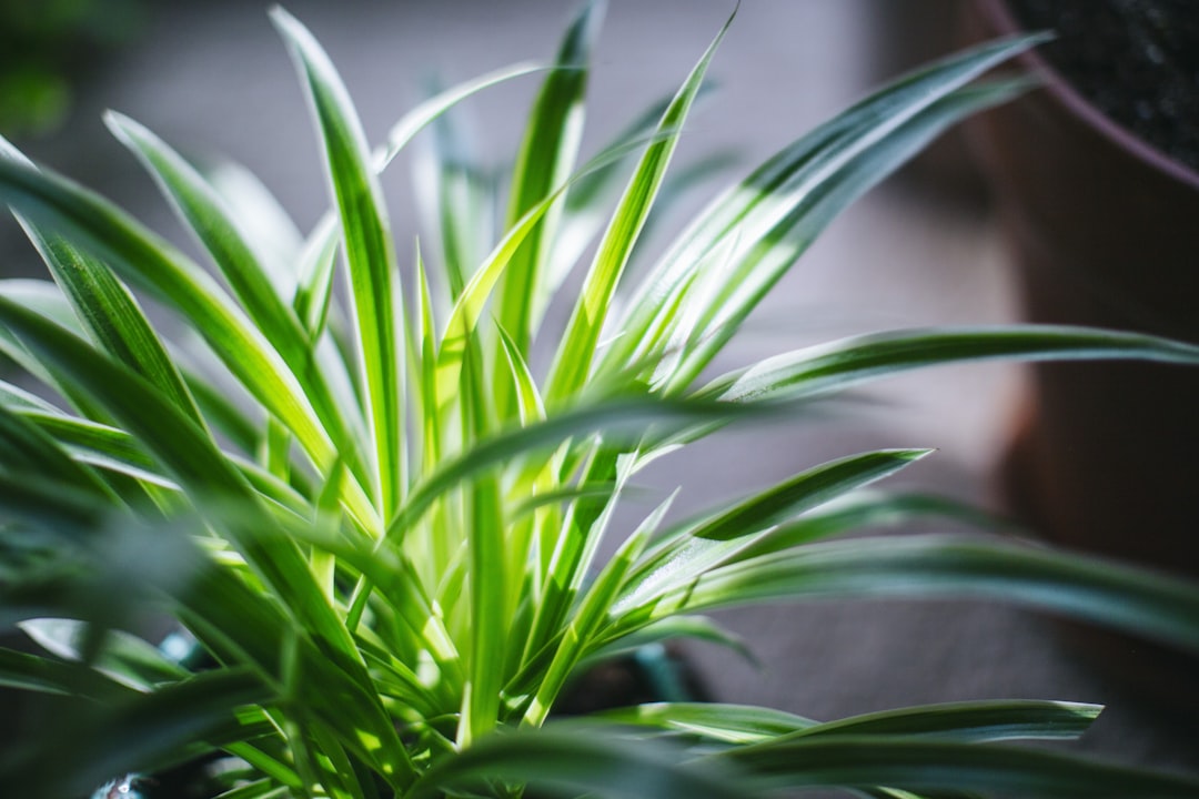 Spider plants are among the safest common houseplants for cats