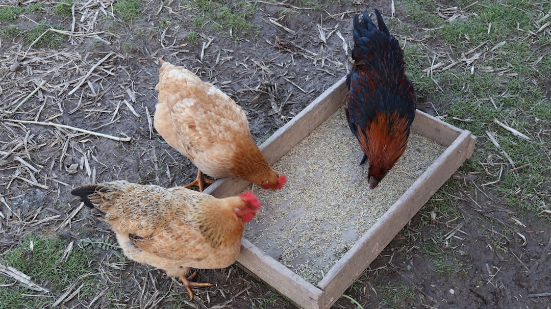 Splitting feeding stations reduces competition and disease spread