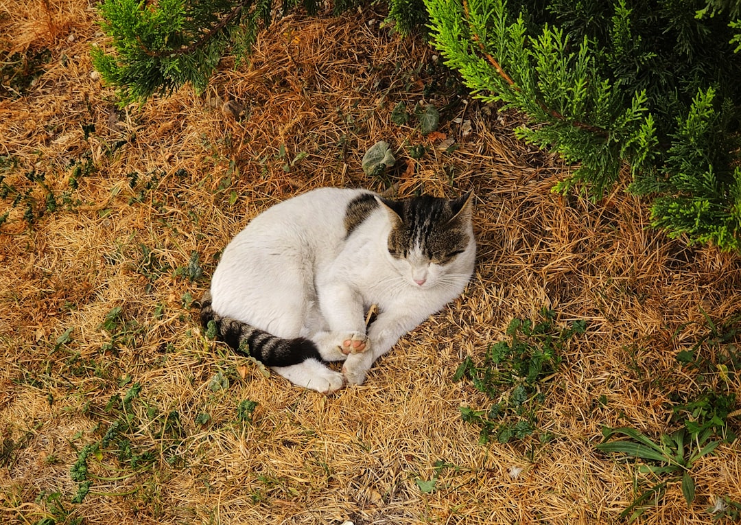 A settled colony cat aging in place after sterilisation