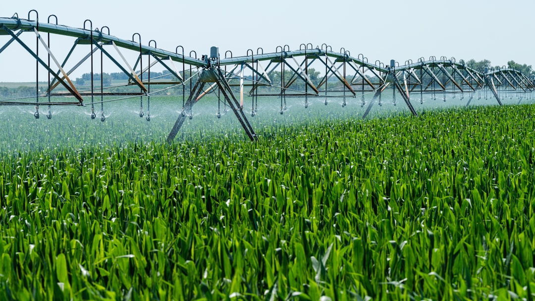 Irrigation and standing water sustain mosquito populations in the valley
