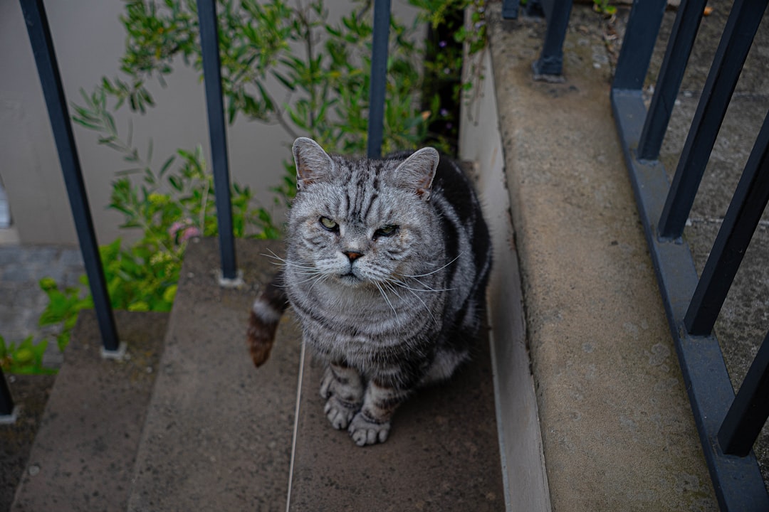 Steps restore access to favourite spots for a stiff older cat