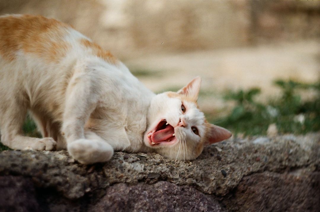 How to Stop a Cat Scratching Furniture (Without Declawing)