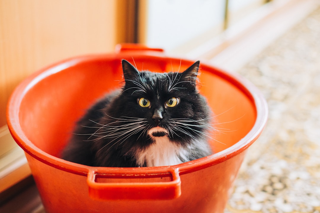 Storing cat food correctly to keep it fresh and safe