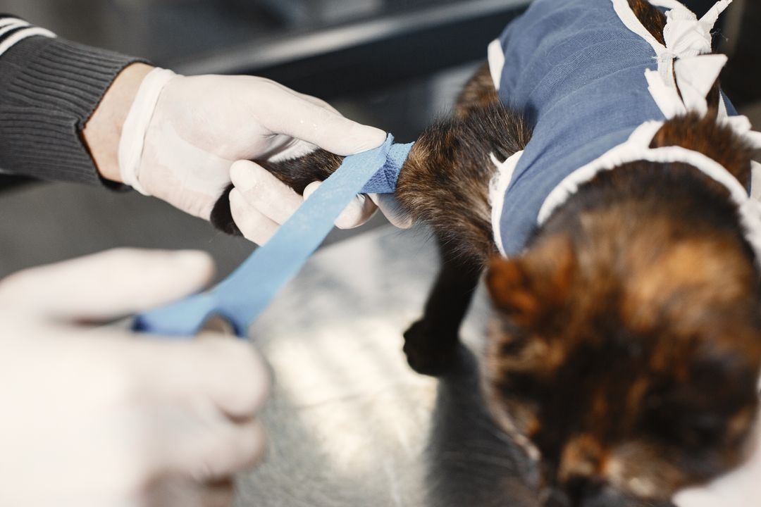 Stress genuinely alters some feline blood values