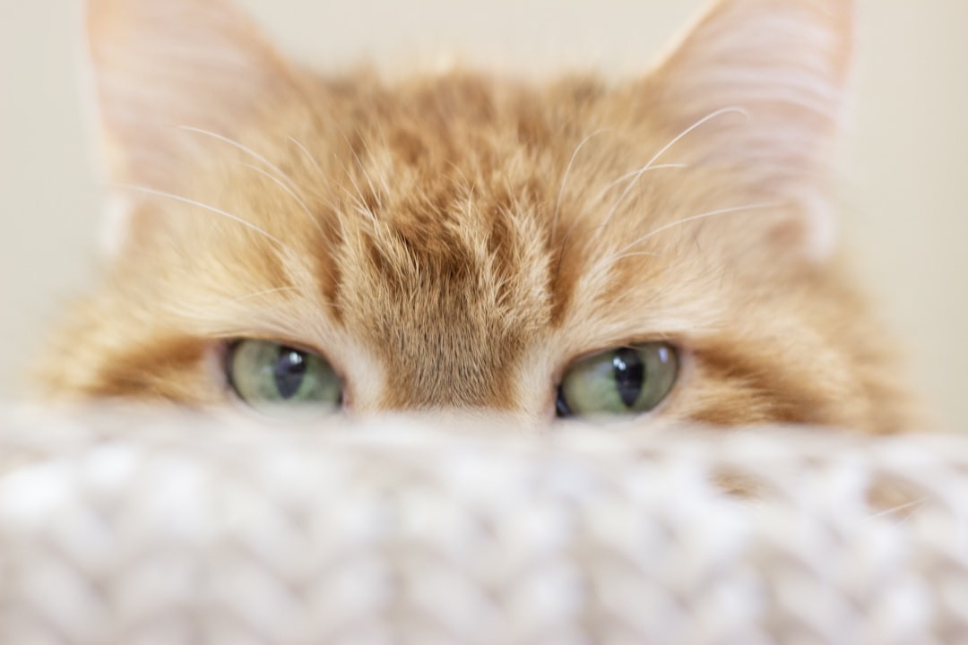 Hiding and avoidance often signal ongoing tension