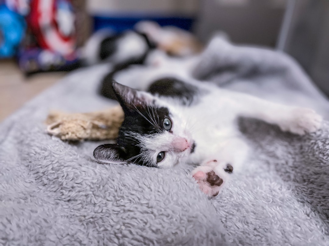 Subcutaneous fluids given at home for a cat with kidney disease
