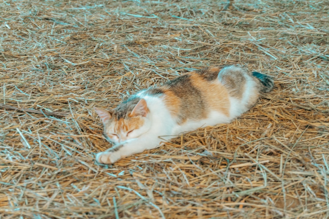 A successfully relocated working cat settled at its new site