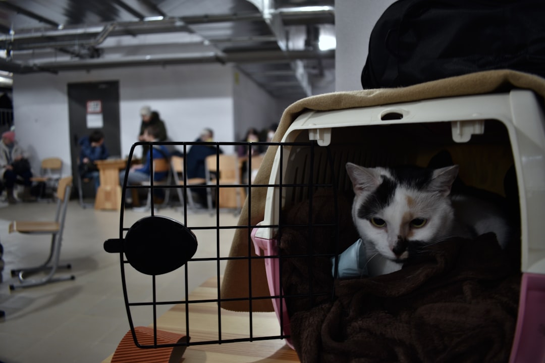 A successfully trapped cat covered and ready for transport