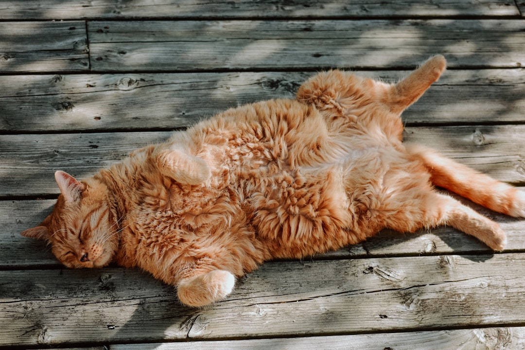 Sudden hind limb paralysis is a cardiac emergency in cats
