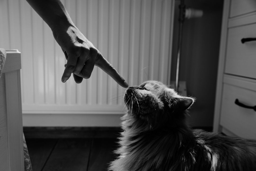 Targeting is the foundation behaviour for cat training