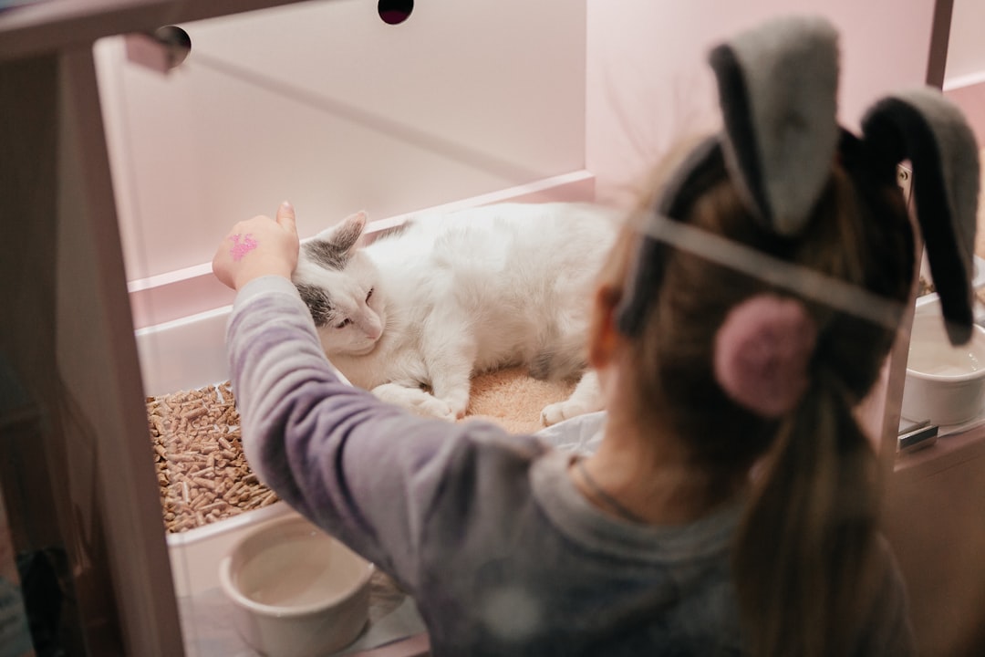 A teenager helping socialise cats at an animal rescue