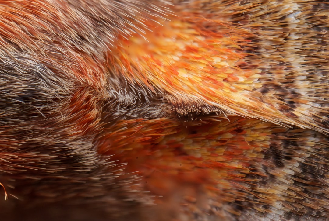 A tick attached to a cat, requiring careful removal