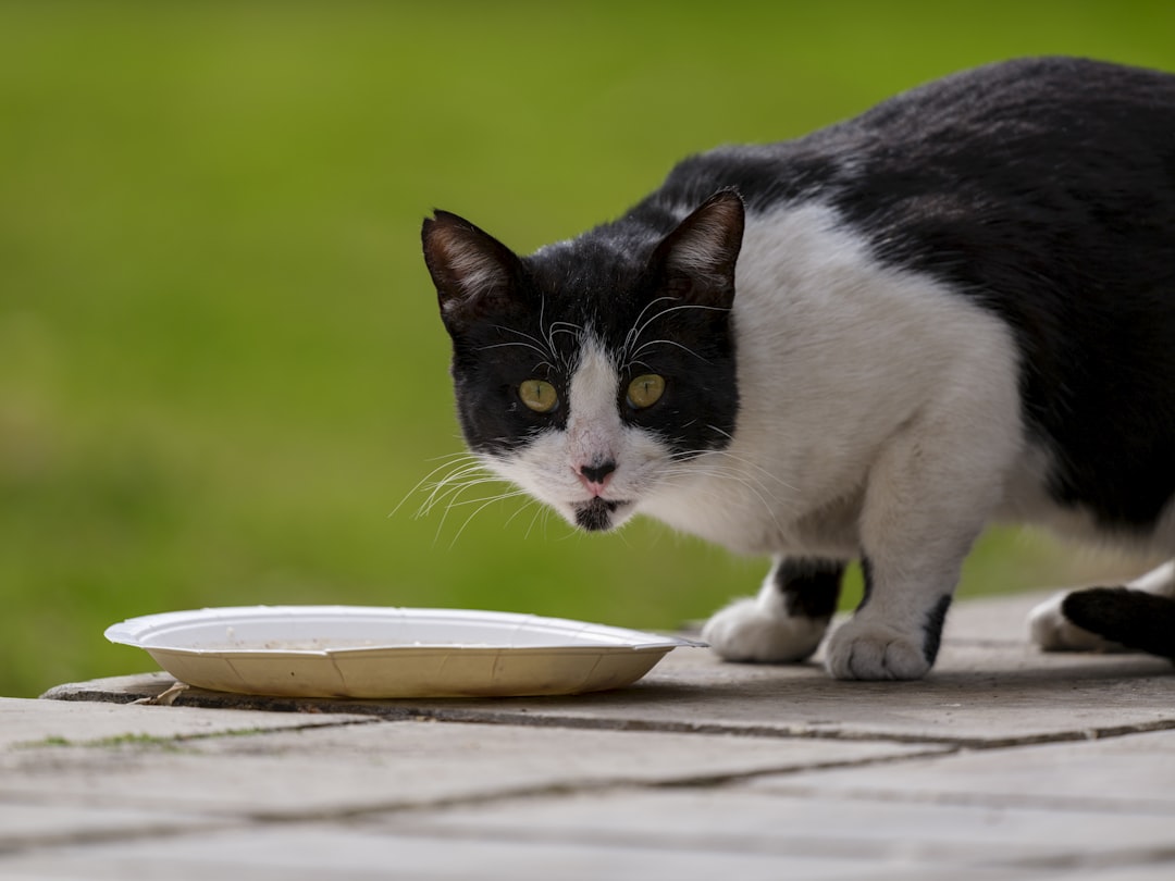 A tidy, scheduled feeding station reduces the complaints that food attracts