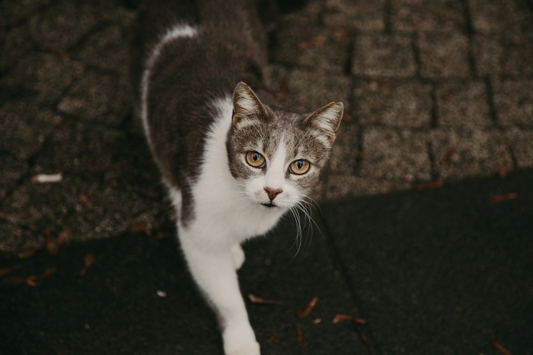 Releasing a cat back to the exact spot it was trapped
