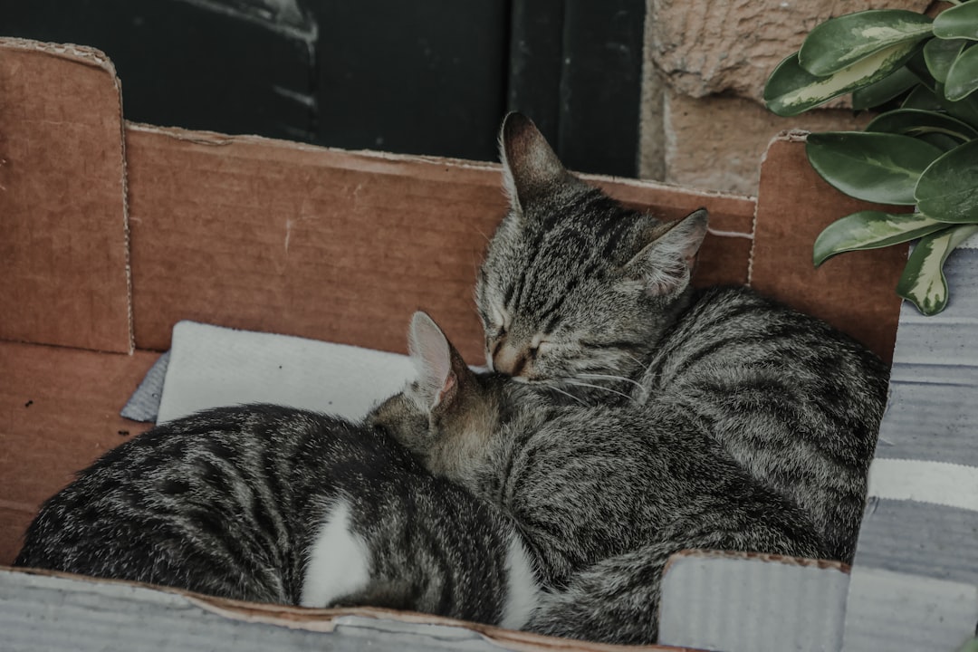An outdoor shelter provided for a managed community cat colony