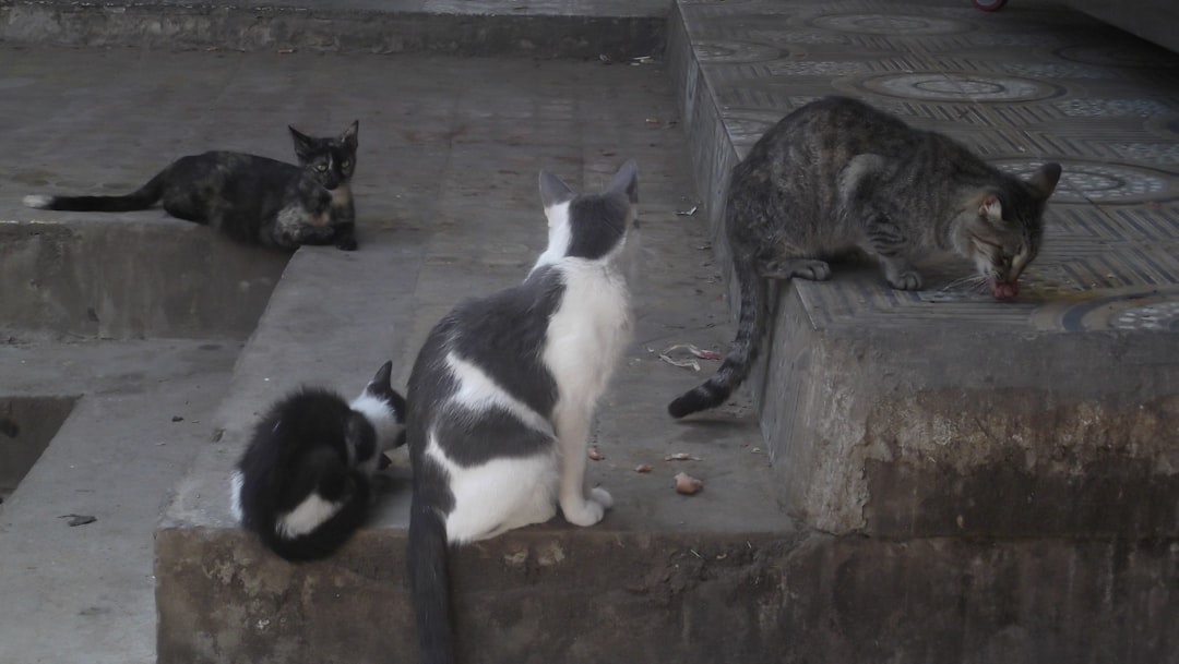 TNR in Fresno: How to Start With the Cats in Your Neighbourhood
