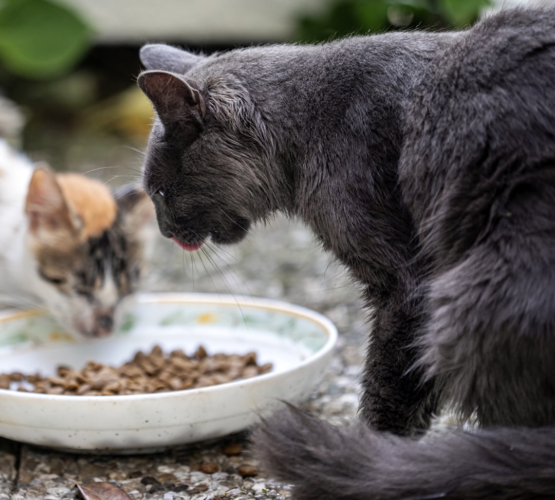 Feeding community cats on a set schedule before a trapping night