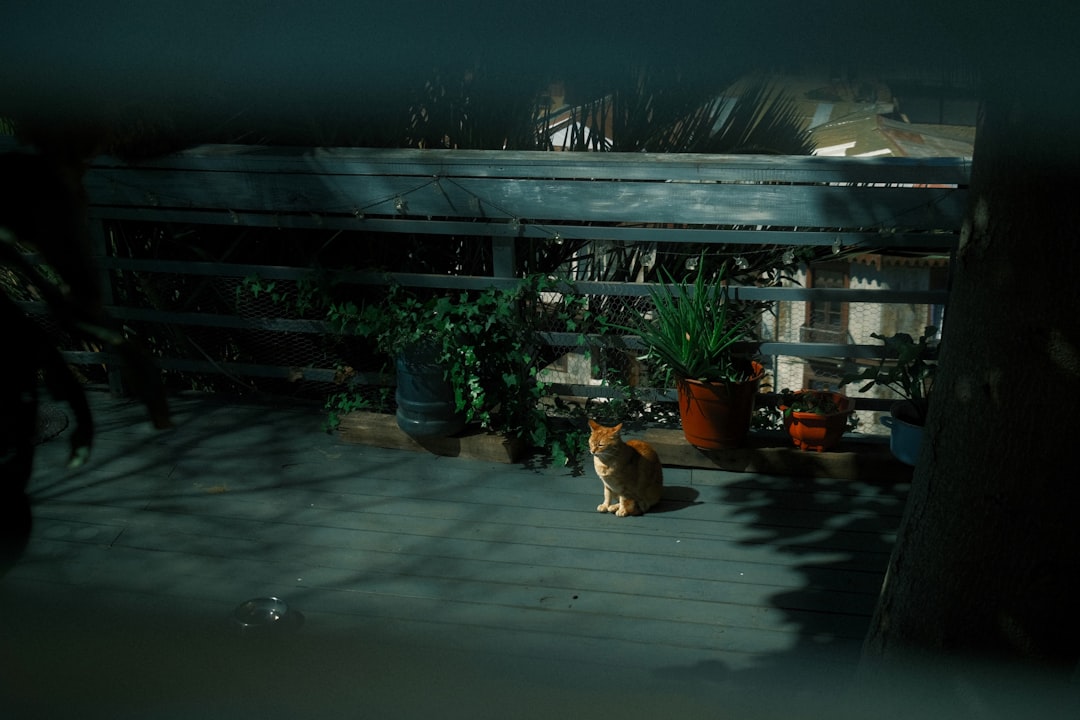 A community cat recovering overnight in a quiet, warm space
