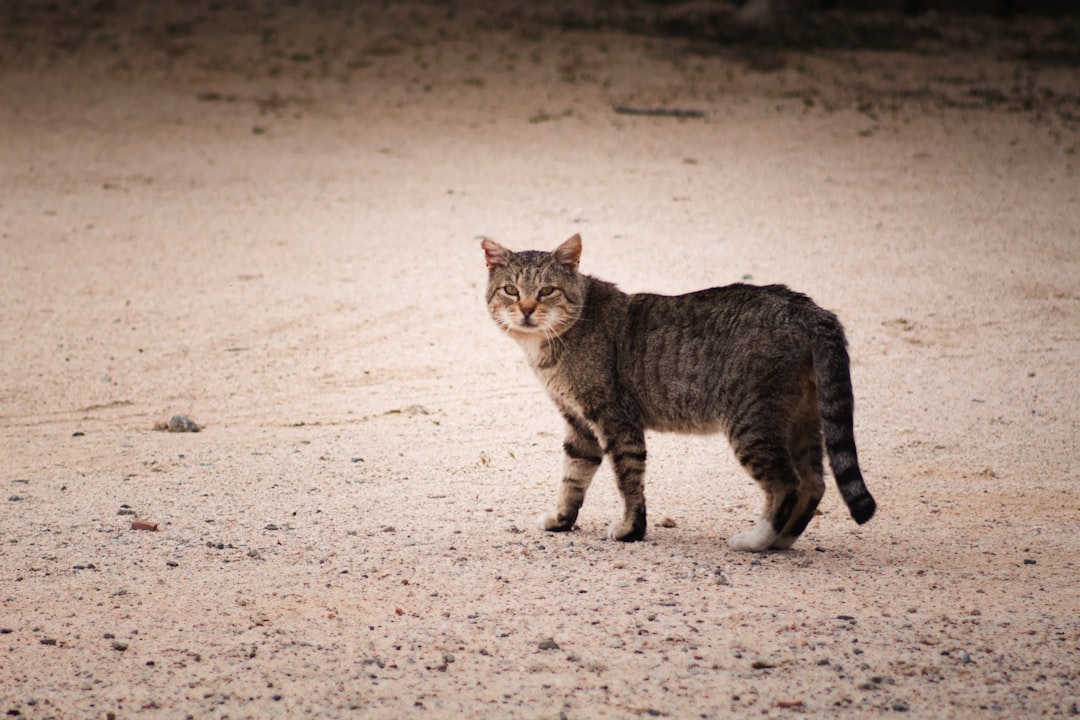 A large male cat with heavy jowls, typical of an unneutered tom