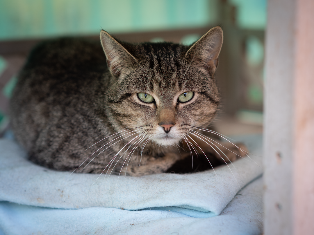 A towel wrap is safer for handler and cat than bare hands
