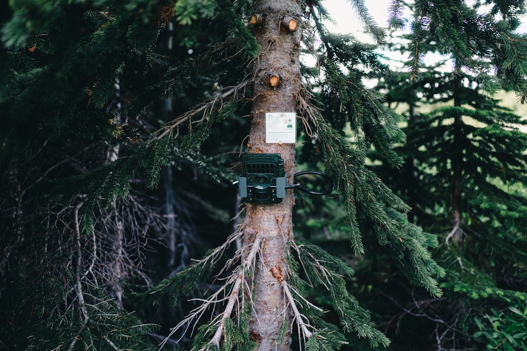 A trail camera is the single most useful counting tool