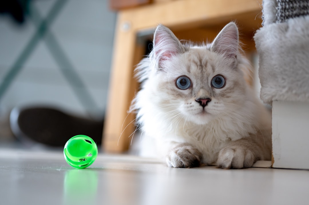 Training doubles as mental enrichment for indoor cats