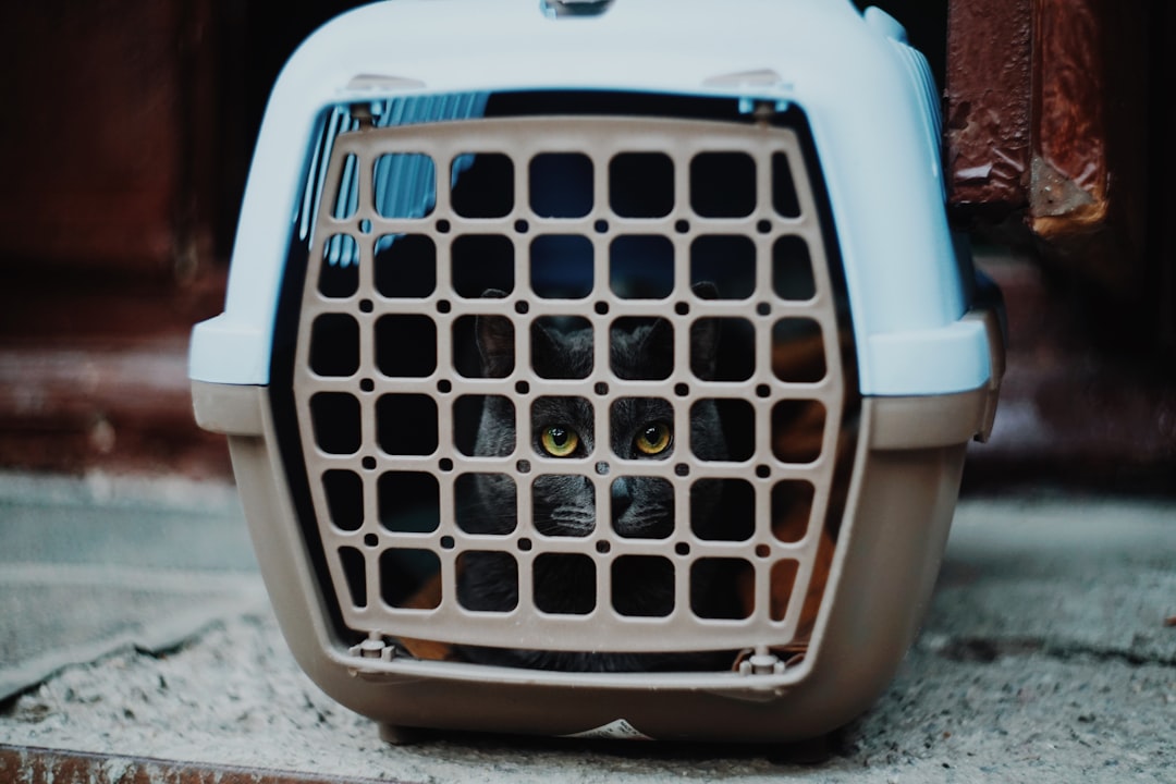 Transporting a cat safely in a carrier to an emergency appointment