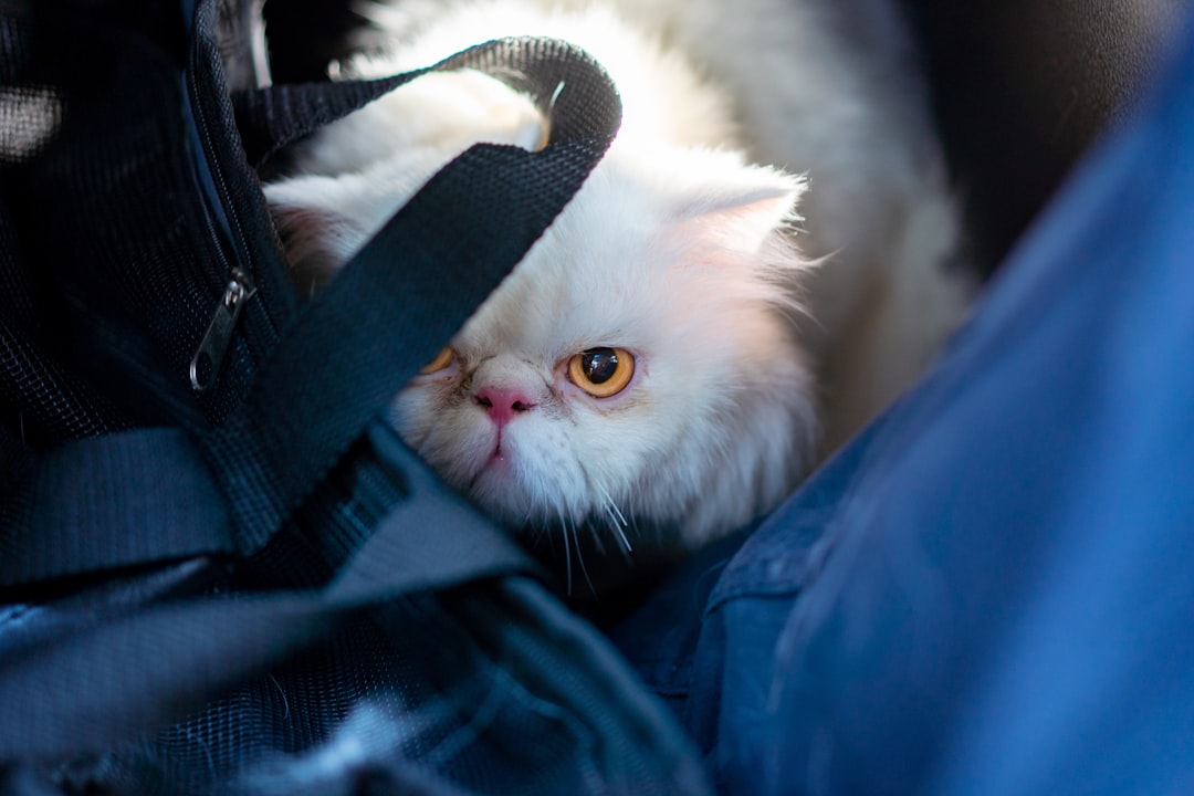 Transporting an injured cat safely in a carrier