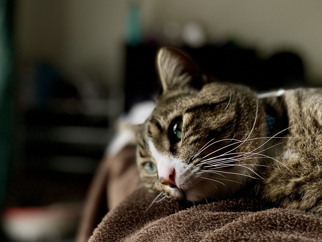 A trap-shy cat watching a trap from a safe distance