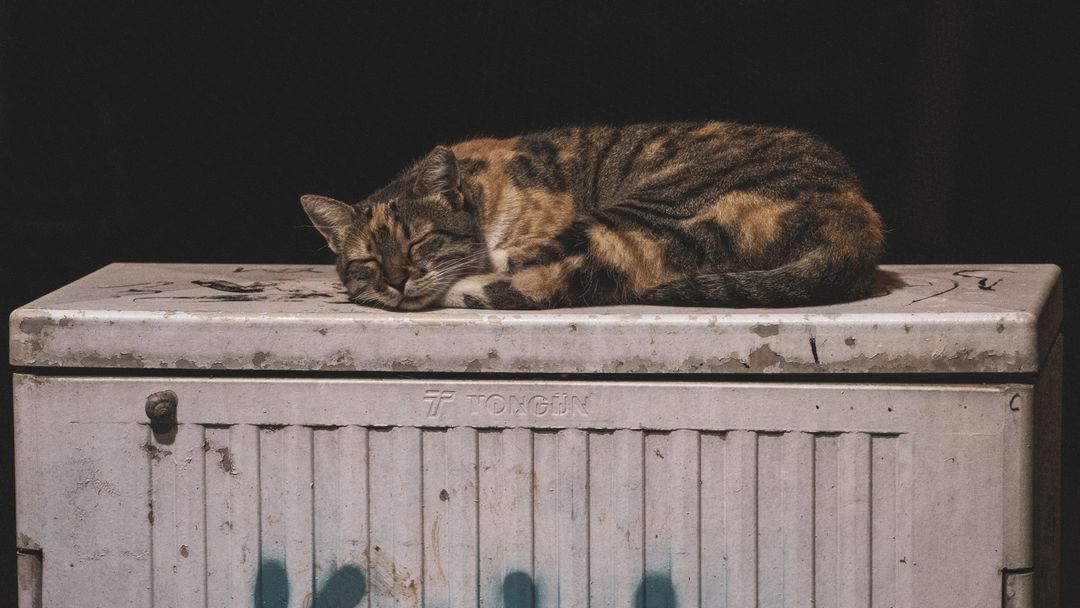 Deciding whether to trap a community cat that may already be fixed
