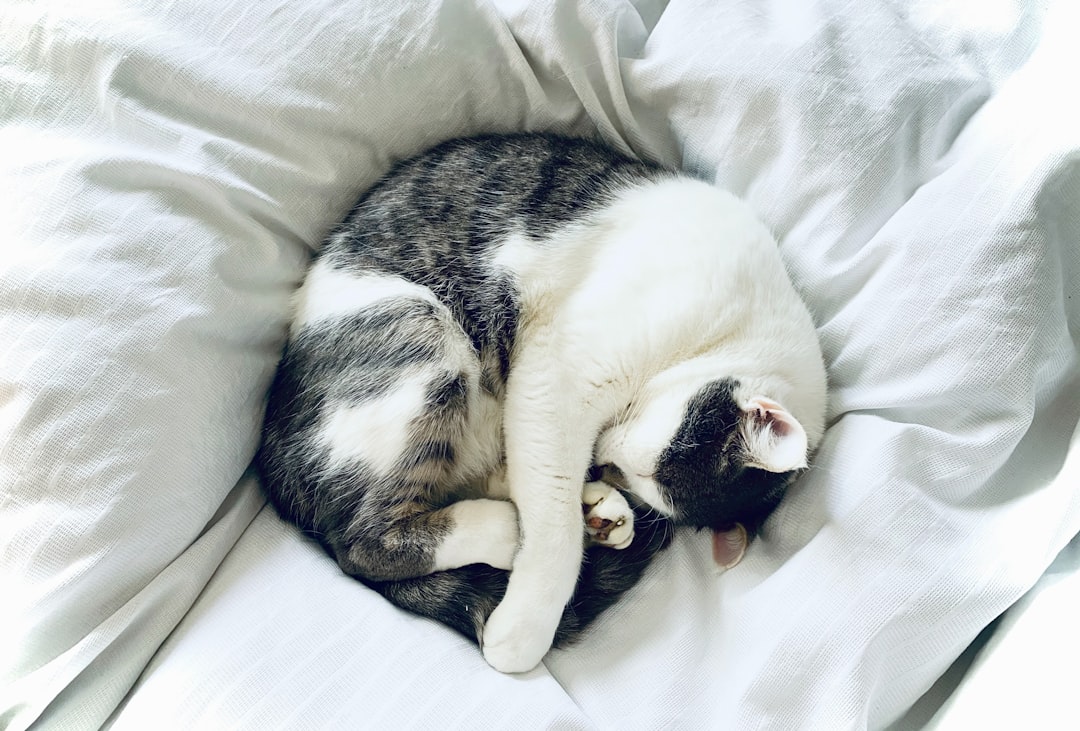 A treated cat regaining condition and settling