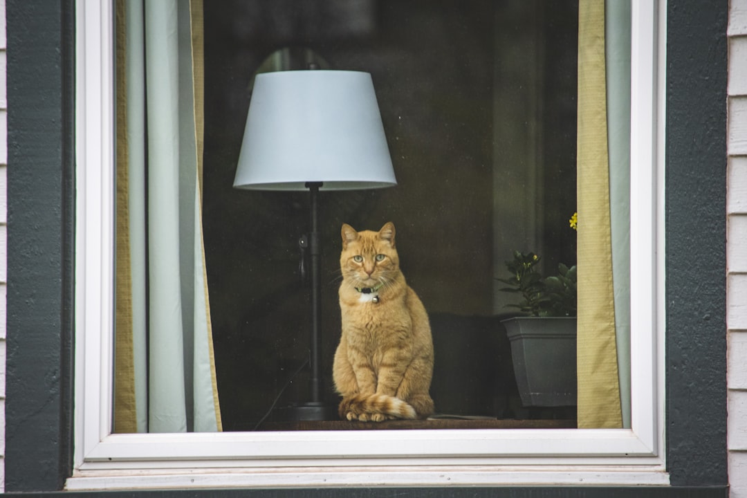 An adopted cat watching the garden from indoors in Tulare
