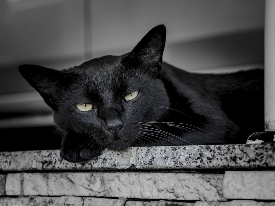 A black cat waiting for adoption in Tulare, often overlooked by adopters